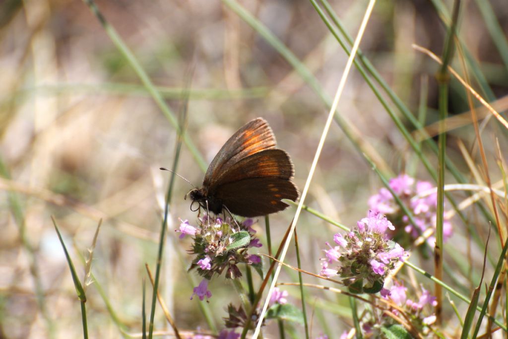 Erebia pharte? S